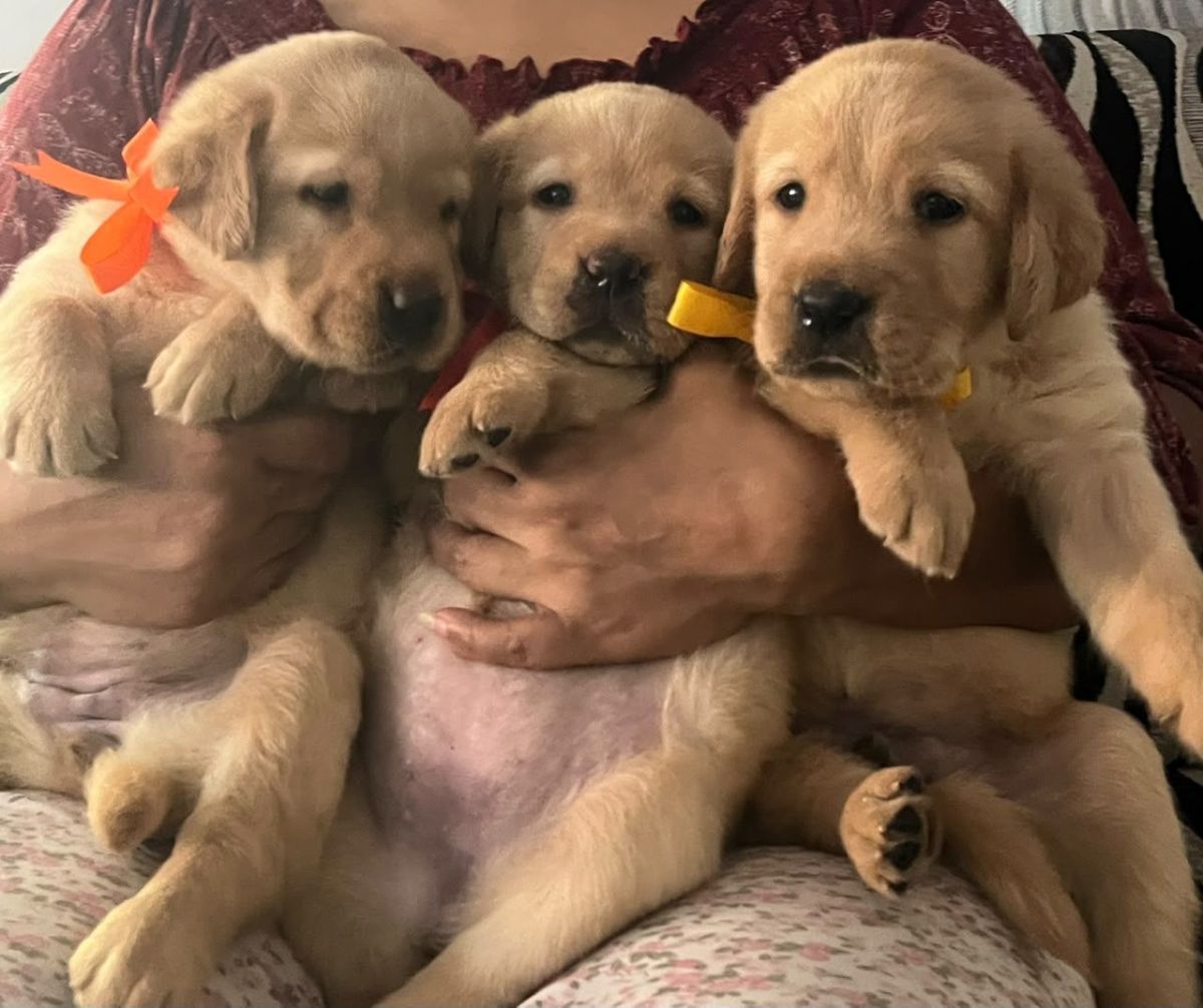 Labrador retriever puppies available 