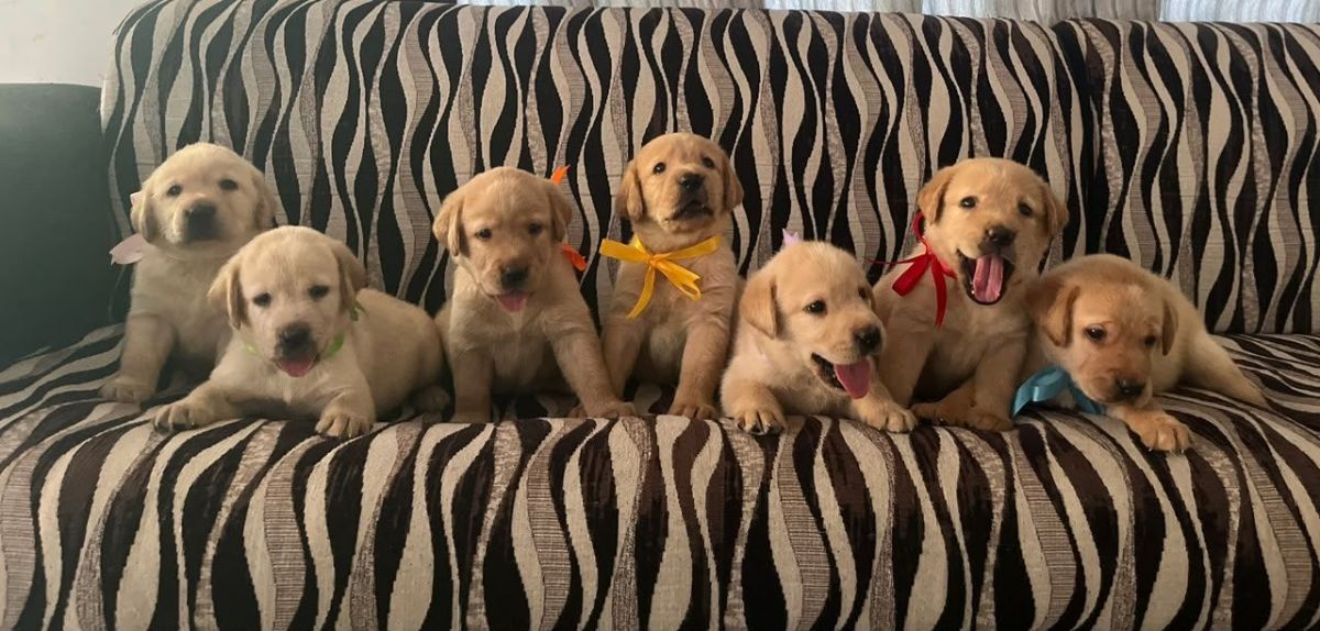 Labrador retriever puppies available 