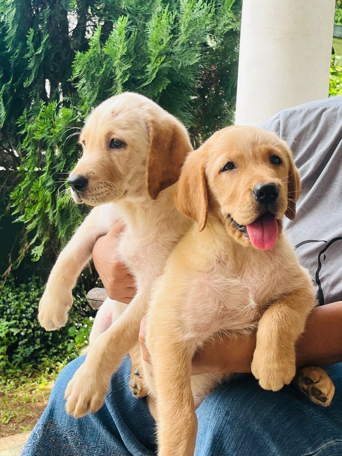 Labrador retriever puppies available 