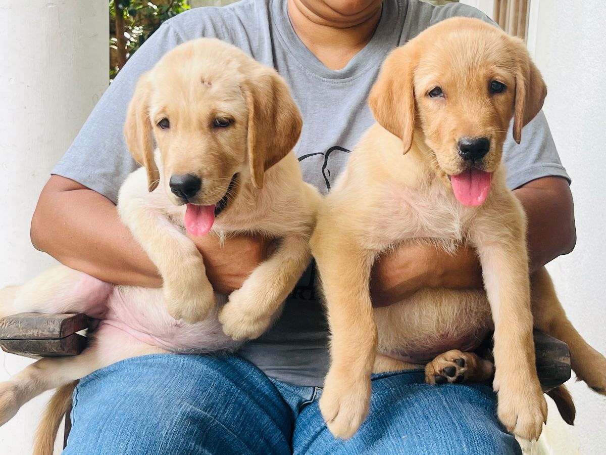 Labrador retriever puppies available  - Image 2