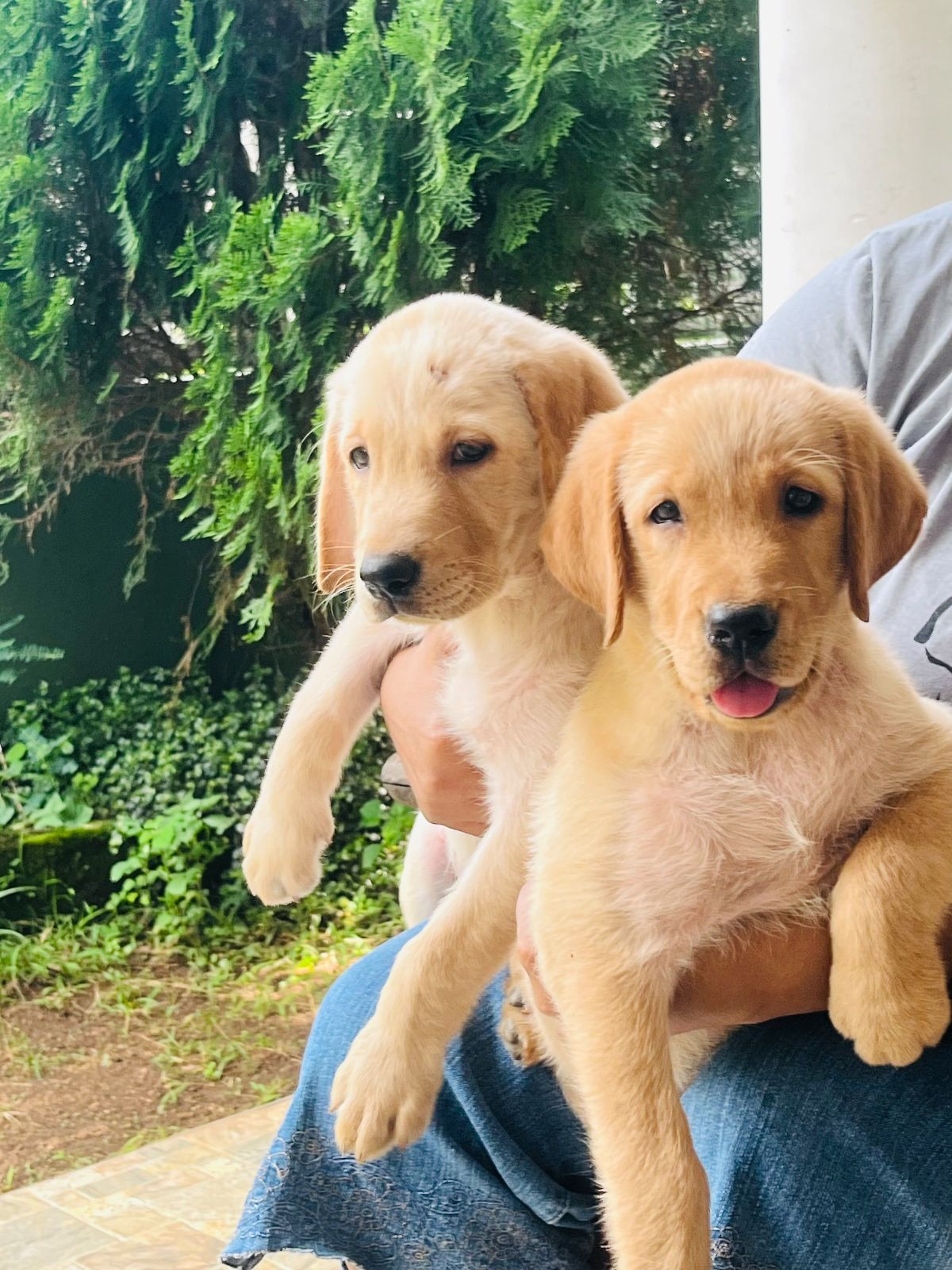 Labrador retriever puppies available  - Image 3