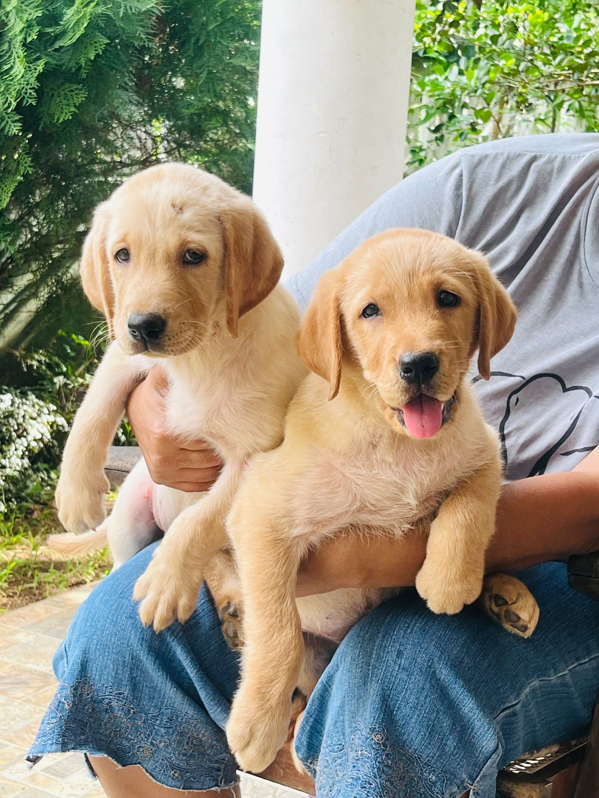 Labrador retriever puppies available  - Image 4