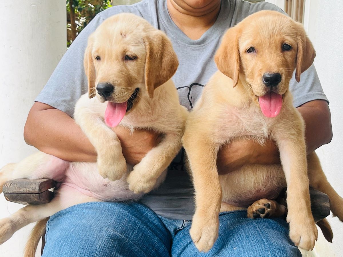 Labrador retriever puppies available  - Image 5