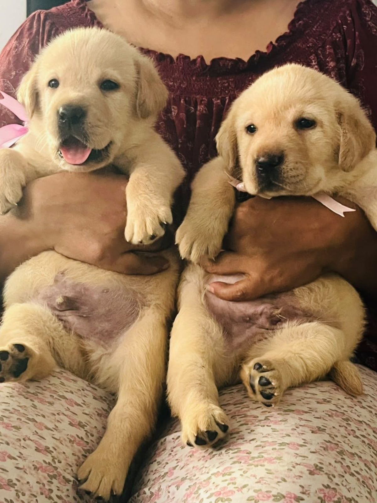 CKC & KASL Registered Purebred Labrador Puppies